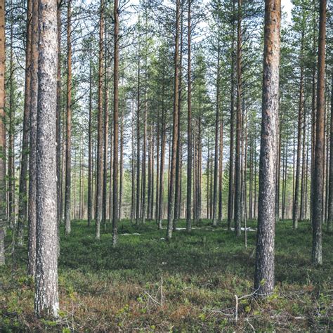 sallan yhteismetsä|Sallan Yhteismetsä (jointly owned forest) 